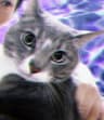 CrazyCatLady13666